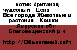 котик британец чудесный › Цена ­ 12 000 - Все города Животные и растения » Кошки   . Амурская обл.,Благовещенский р-н